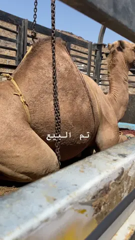 #بن #عبود #المقبلي #ازهراني ##الحجره_تهامه 