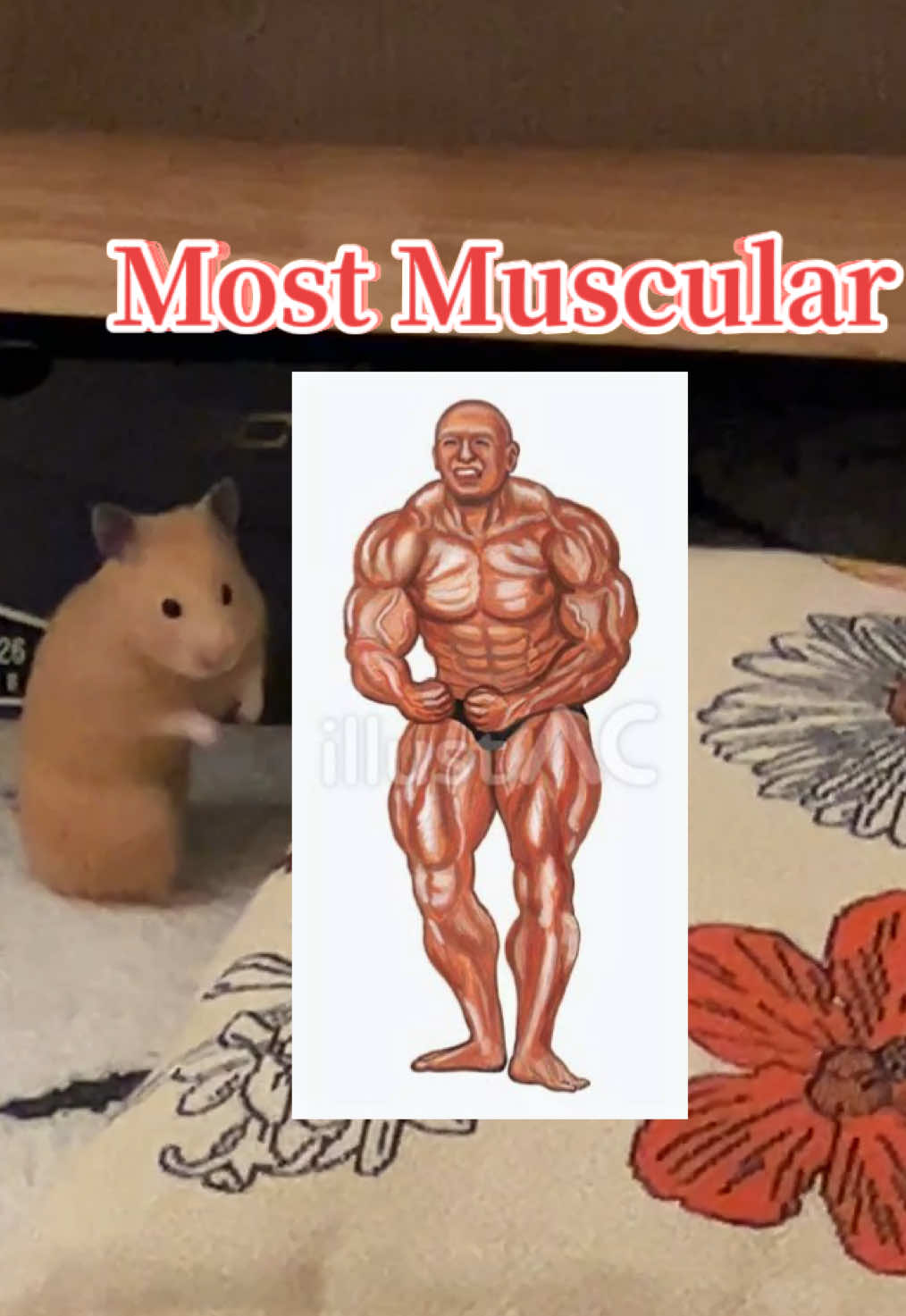 #キンクマハムスター #ハムスター #ハムスターのいる生活 