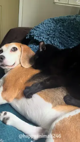 Dog’s fear of cat’s reaction 😂🤣#dog#funny #funnyvideos#fypツ #funnydogs 