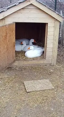 guguk mulai beraksi #folowmyaccount #fyp #fyp 