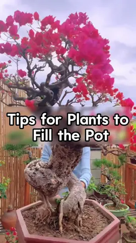 Tips for Plants to Fill the Pot#homegarden #plants #garden #indoorplants #houseplants #flowers #gardening #plant 
