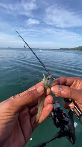 strike ikan marlin lokal ! mancing menggunakan umpan udang hidup  set tackle by @Sea and Kings Team Indonesia  @sahabatpancing88  Rod : Seaandkings Skull 2-6LB Reel : seaandkings Predator 2500 #Mancing #Fishing #TalentOfSeaAndKings #SeaAndKingsIndonesia #mancingbarengseaandkings 