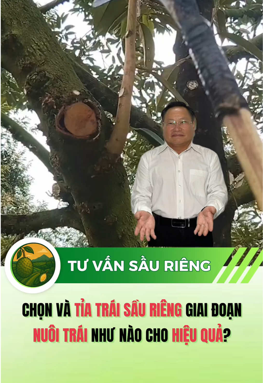 Chọn và tỉa trái sầu riêng giai đoạn nuôi trái như thế nào cho hiệu quả? #saurieng #sauriengmientay #nongnghiep #xuhuong #fyp 