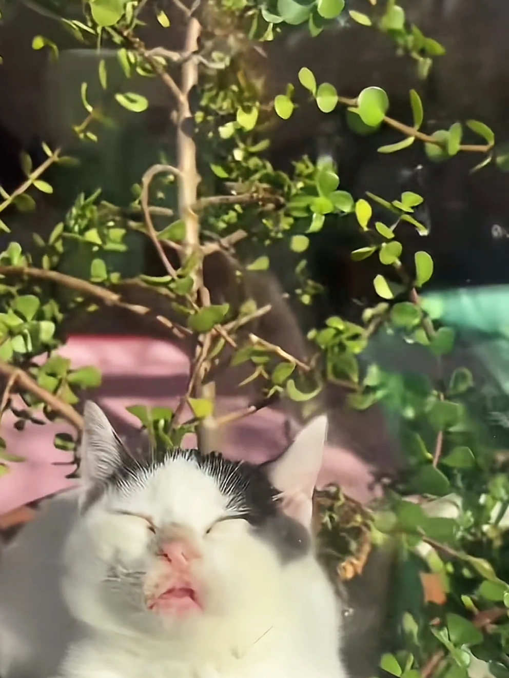cat with sun kiss  cr: 脆脆鲨🍫 (douyin) #cat #fyp 