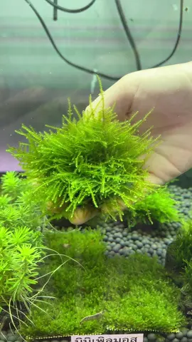 มอส สไปส์กี้ พันก้อนหินสวยๆ😍🍀 #ฟีดดดシ #ร้านขายไม้น้ํา #ร้านiamaqua🛒🍃 #มอส 