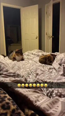 Kitten core 😂#kitten #funny #cute #kittensoftiktok #kittenlove 