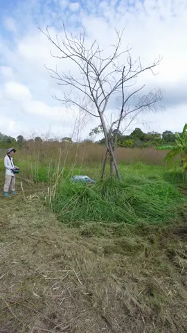 #fyp #viral #landscaping #satisfying #viraltiktok #lawncare 