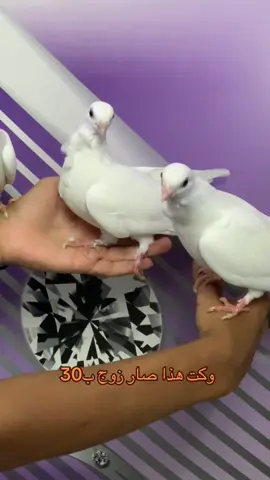 #شعب_الصيني_ماله_حل😂😂😂 