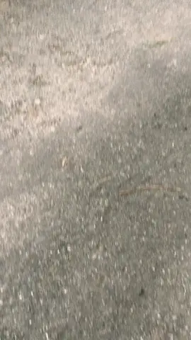 #5d9menolakpunah #5d9gank🚀 #vega115 #vega_sakit_hati63 #fyp 