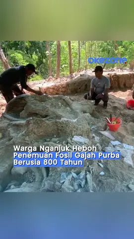 Warga Nganjuk digemparkan dengan penemuan fosil gajah purba utuh di Hutan Tritik, lereng Gunung Pandan Fosil berusia sekitar 800 ribu tahun ini masih lengkap, dari gading sepanjang 2,5 meter hingga tulang ekor! Tim dari Badan Geologi Bandung tengah melakukan ekskavasi hati-hati untuk menyelamatkan temuan langka ini. Kawasan tersebut bahkan berpotensi jadi geopark atau wisata edukasi fosil di masa depan. #fosil #nganjuk #okezonecom #okezone 