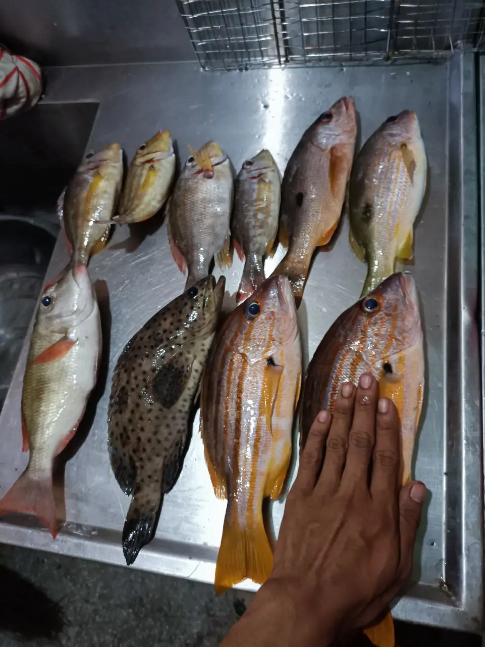 no trevally hehe #Mancing #fyyp #shorecasting #shorecastingphilippines 