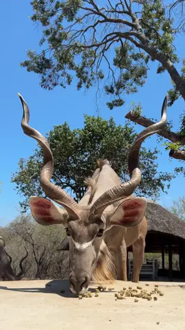 #creatorsearchinsights 