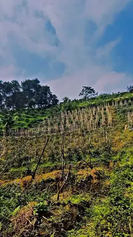 Petani Milenial #fyppppppppppppppppppppppp #fypシ゚ #untukmu #tani 