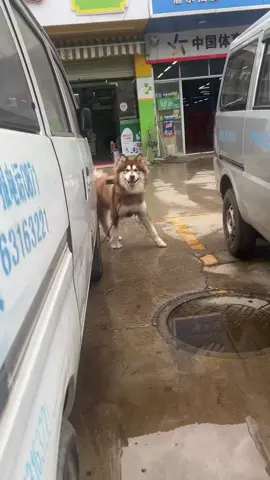 Funny Alaskan Malamute Dog #Dog #fyp #pet #funny 