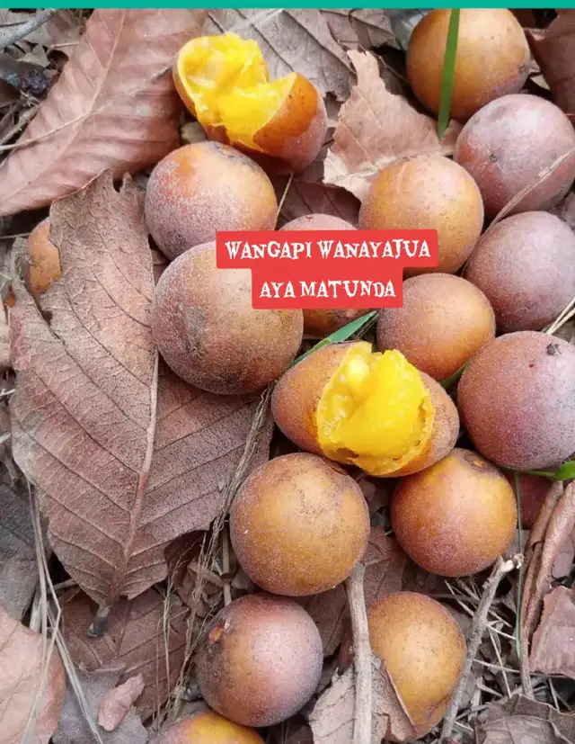 #CapCut #songeayetu💚 #songeayetu💚 #tiktoktanzania🇹🇿 