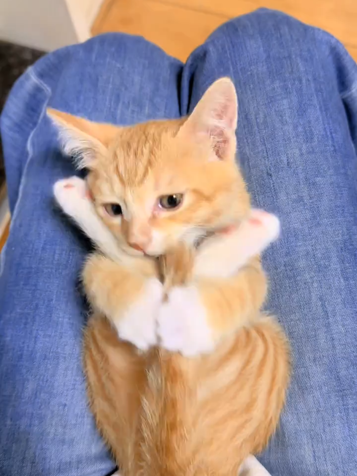 Ele é muito fofo mesmo. #FofoDemais #GatinhoAmigo #MiniAmores #FofuraSemLimites
