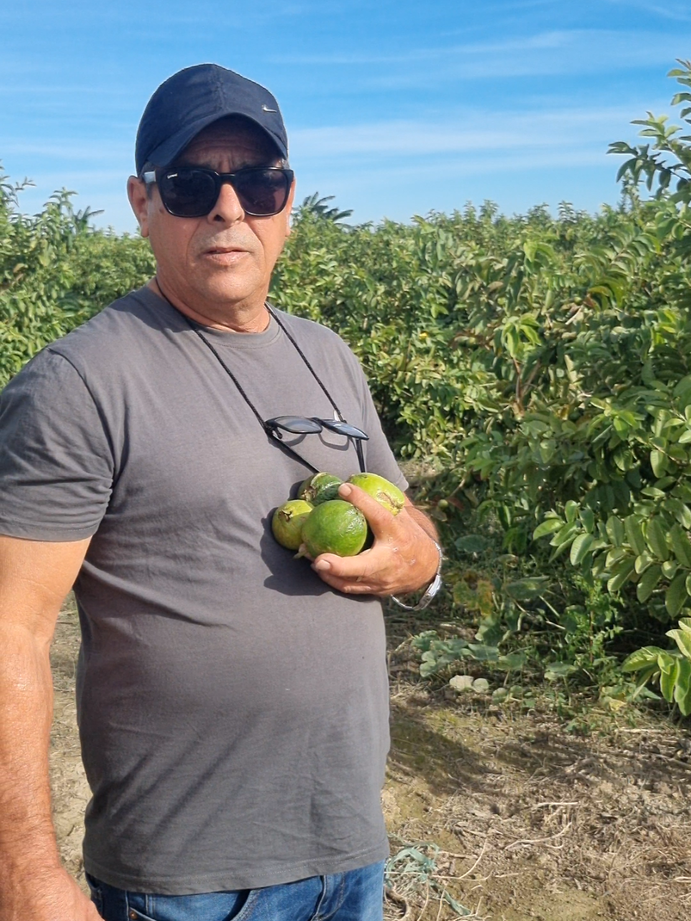 Mira nuestros campos de GUAYABA!!! Que bellas están 😊. Estamos en Valencia, pedidos al 610 37 90 83. #sabordecubaenvalencia  #Natural #FrutasTropicales #Guayaba #paratiiiiii 