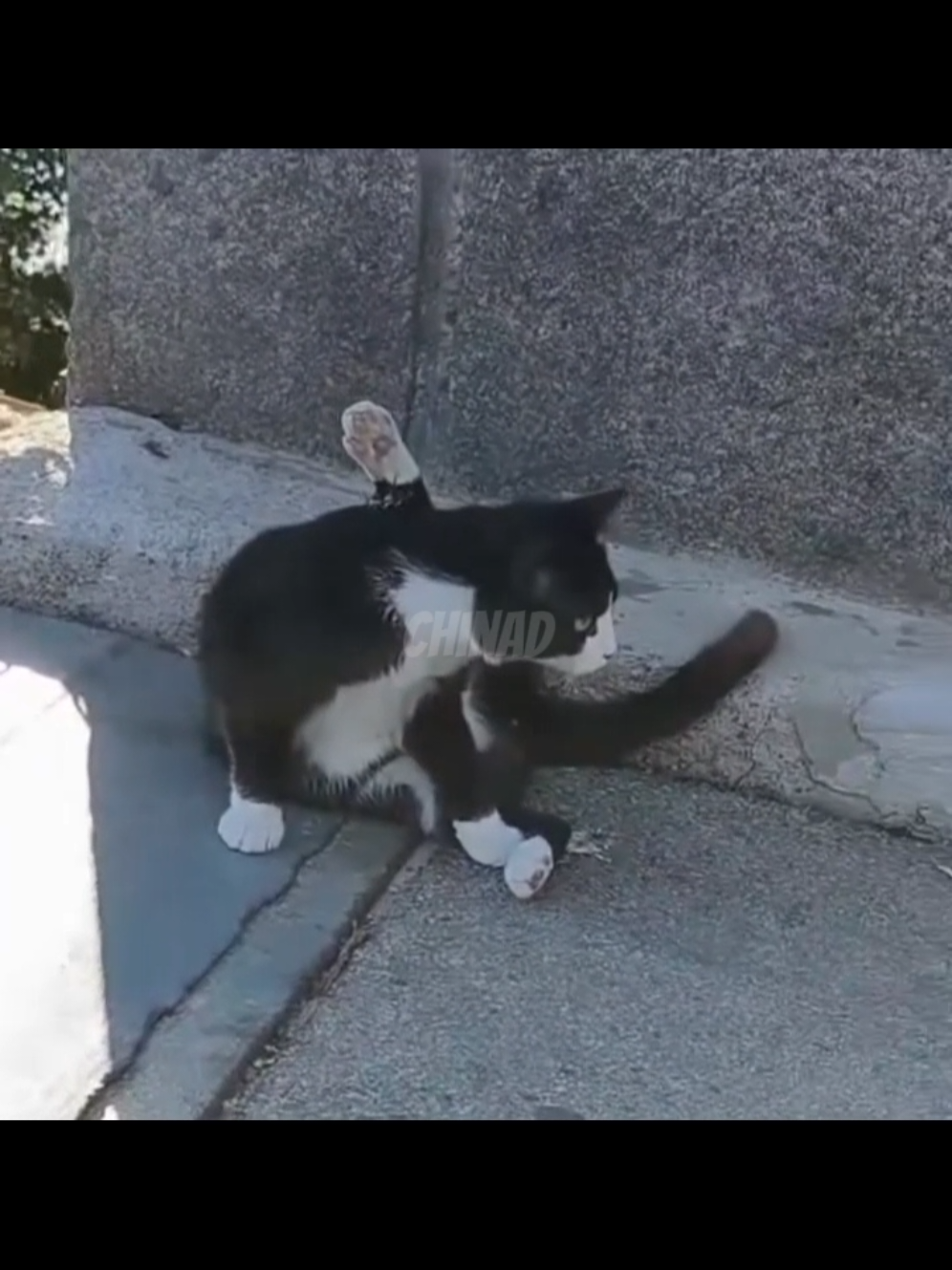 emhh bodoamat ye gak? #kucing #fyp #hewanlucu #dubbing #lucu 