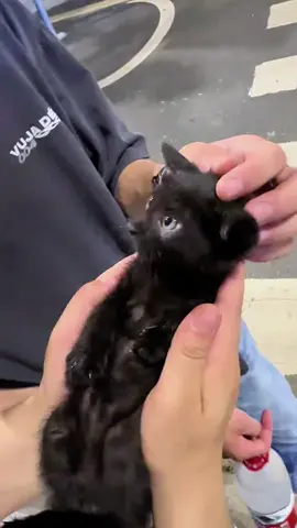 Kitten 🥹#cat #cats #catslovers #catsoftiktok #fyp 