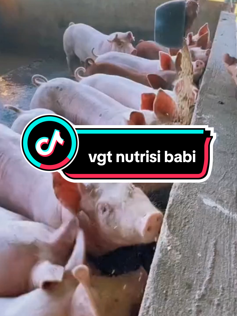 nutrisi yang baik untuk babi ini rekomendasi dari saya.  #vgt #nutrisi #babi #peternakbabi #ternakbabi 
