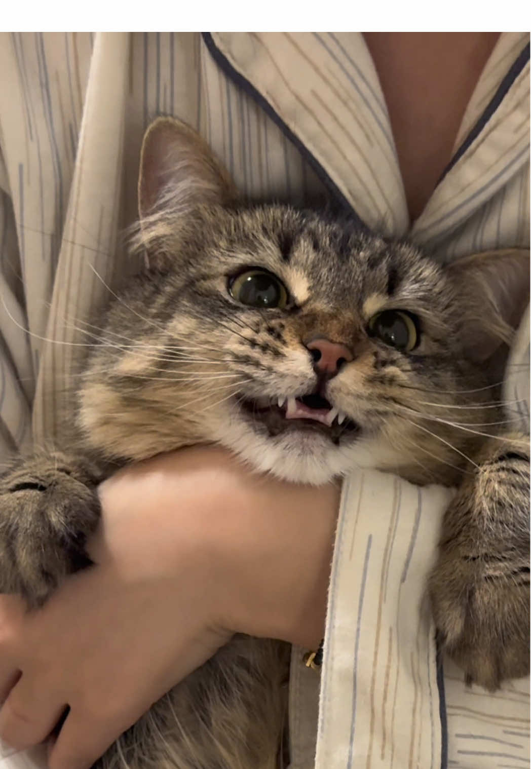 Mickey is cute #catsoftiktok 