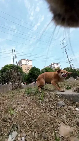 The kittens are patrolling their territory. Maxwell is not here, so Doujuan is in charge!#cats 