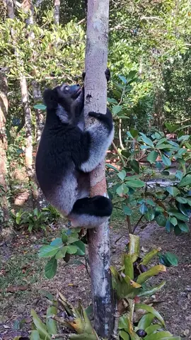 Various monkey calls #animalsounds #monkey #wildlife #gibbon #usa 