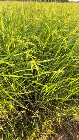 ยากงานรึงานหยัง? 🥲 #วิวบ้านนอก🍃 #ท้องฟ้า⛅🌈 #อีสานบ้านเฮา 