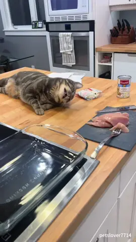 This cat,you have been arrested#cat #catsoftiktok #catlover #funny #funnyvideos      