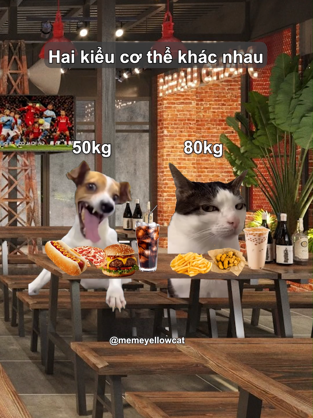 Hai kiểu cơ thể khác nhau #funnycats #catmemes #memes