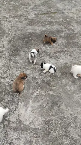 #puppy #pet #dog #cute #ခွေးချစ်သူများ @Ko Naing @Ko Naing Pet Shop 