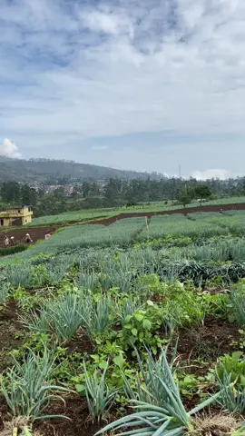 Bergetar siah yana #petaniindonesia🇮🇩🇮🇩🇮🇩🌿🌿  #fyp #bawangdaun #katakata #bergetar 