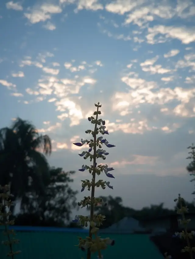 Nature💔 . . . . #foryou #fyp #naturephotography #tiktok #everyone 