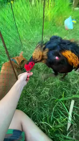 รอแปป🤫😆#ผู้สาวเลี้ยงไก่ #ฟีดดดシ #รักคนกดใจ❤️ #แชร์ลงสตอรี่ได้น่ะ 