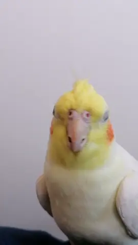 @٠🦜Mahsa and Pani🦜• 