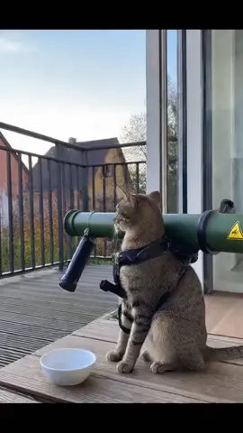 Man dreht sich nur ZWEI MINUTEN um, um sein L-Arginin zu nehmen, und schon eskaliert die Situation... 😅 ► Hol dir deine Energie (bevor deine Katze die Geduld verliert): Ganz ehrlich, wer kann es ihr verübeln? Ein leerer Napf ist ein ernstes Problem. Aber eine Bazooka?!  --- Wichtige Hinweise: Nahrungsergänzungsmittel sind kein Ersatz für eine ausgewogene und abwechslungsreiche Ernährung sowie eine gesunde Lebensweise. Die angegebene empfohlene tägliche Verzehrmenge darf nicht überschritten werden. Außerhalb der Reichweite von kleinen Kindern lagern. --- #arginine  #LustigeKatze #Katzenvideo #Meme #WütendeKatze 