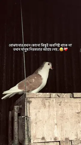 বোঝানোর যখন কোনো কিছুই অবশিষ্ট থাকে না’ তখন মানুষ নিরবতার আশ্রয় নেয়..!😅❤️‍🩹 #foryou  #foryou 