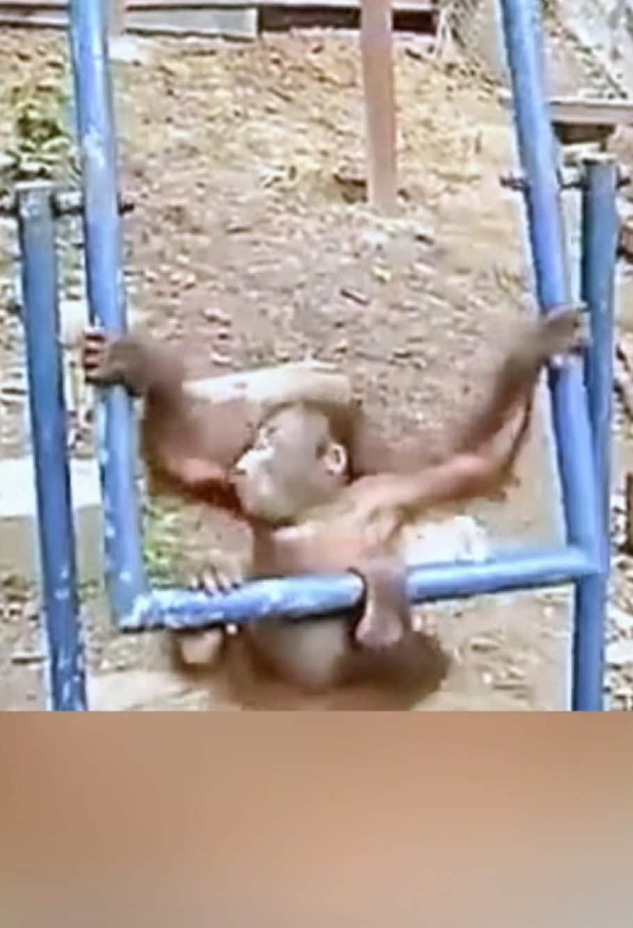 Gorilla Comedy Hour#gorilla🤣😂😋😊 #funnygorilla #apesoftiktok #animalhumor #monkeyfunny#fyp #foryou #viral