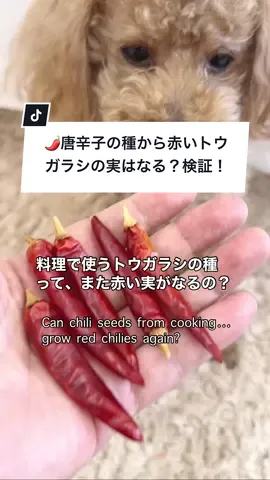 🌶️赤いトウガラシの種から赤いただき実はなる？ #癒されたらハート押してね #唐辛子 #TikTokSRP #クリエイターサミットキャンペーン2025 #メロ秋投稿キャンペーン 