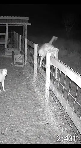 #skinwalker #fy #cctv #scary #are he can't see well