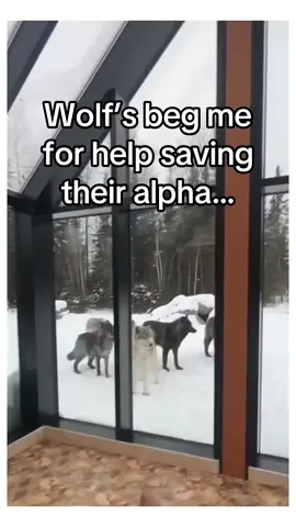 #Wholesome #AnimalsOfTikTok #PawPlanet #GoodVibesOnly #ForYou 