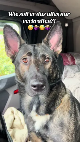 Der arme arme Herr Köter 🫣😅🙈 #sly#herrköter#deutscherschäferhund#schlechtelaune#trauma 