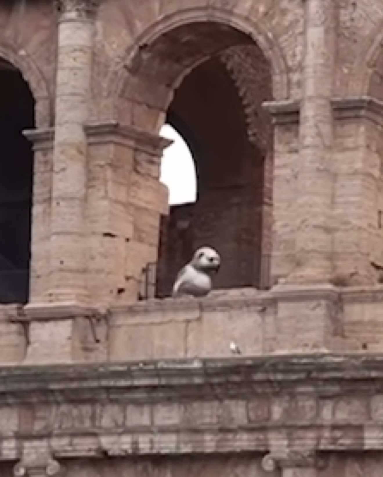 IF YOU SEE CURSED PIBBLE WASH MY BELLY AT 3AM IN ITALY, RUN!! | CURSED PIBBLE FOUND IN ROME ITALY!! (Part3)  #pibble #pibblewashmybelly #washmybelly #rome #horror 