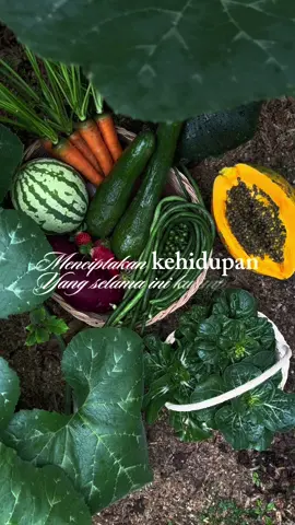 Panen panen lagi yuuk! 🥬🌽🌱🥒🍃🍅 @infarm id #infarm #infarmid 