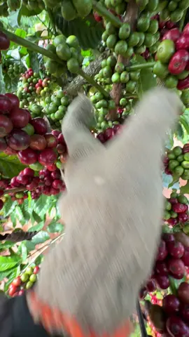 Ngày đầu tiên did hái cà phê