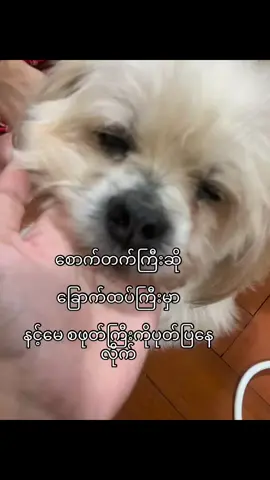 ရှင်းပါသလား#foryoupage #ငါလိုးမစောက်တက်တေ#fyp 