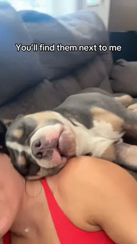 I’m the emotional support human…  • • #nexttome #pocketbully #bullybreeds #puppy #puppytiktok 