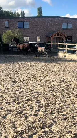 #خيل #foryou #خيل_وخياله🐎 #فرس #فروسية 