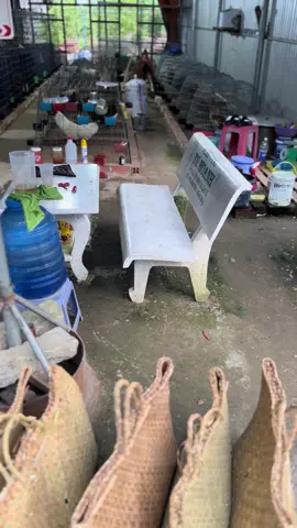 Thaks ae 🥰🥰🐔#gadatiengiang #xuonghuongtiktok #xuhuongtiktok2025 #TikTokAwardsVN 