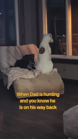 Watching for him to come back in. #boxerdogs #funnydogs #dogsoftiktok 